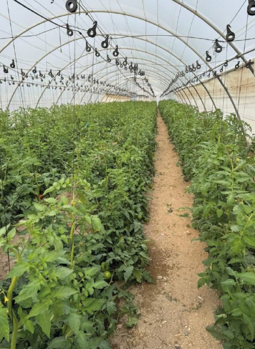 MAX GROW- Montagua - Fotos -Casos Exito-18