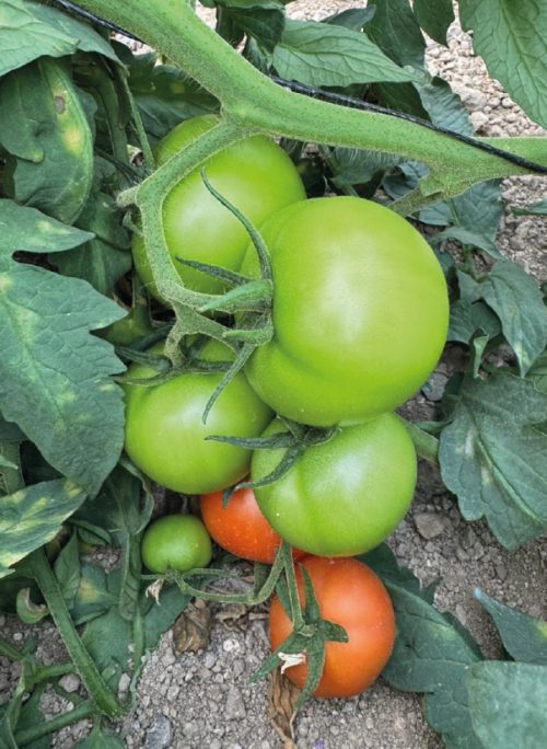 MAX GROW- Montagua - Fotos -Casos Exito-20